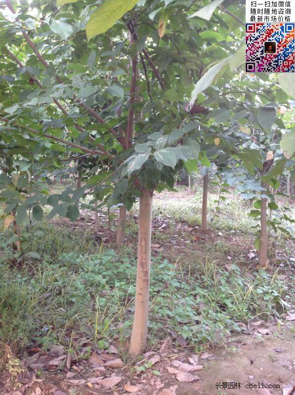園林喬木植物苗木黃玉蘭圖片