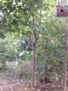 今年10公分白玉蘭價(jià)格是多少？