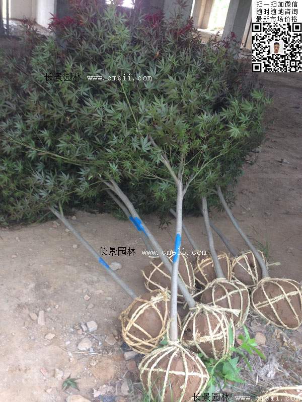 紅楓基地實拍圖片