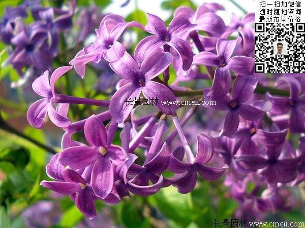 丁香花丁香樹(shù)