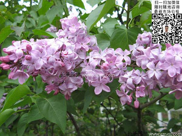 丁香花丁香樹(shù)
