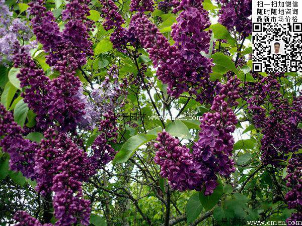 丁香花丁香樹(shù)