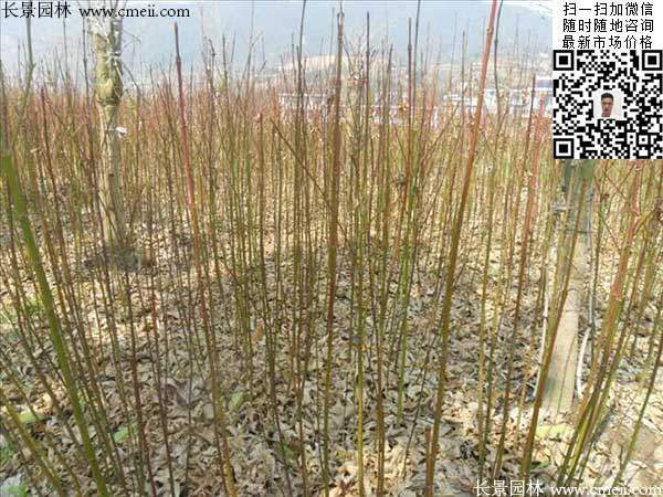 青楓樹(shù)價(jià)格 青楓樹(shù)價(jià)格