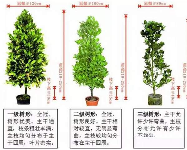 什么樣的苗木才算得上是優(yōu)質苗