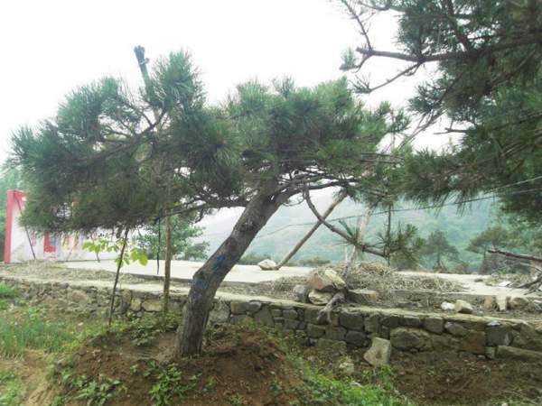 造型黑松樹哪里便宜？哪家的質量好？