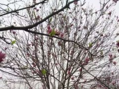 紫玉蘭價格 2022年紫玉蘭的新價格 