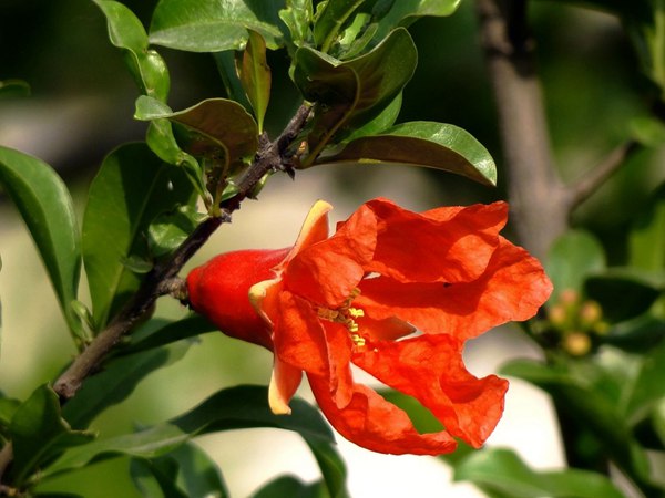 花石榴的花期、果期是什么時(shí)候