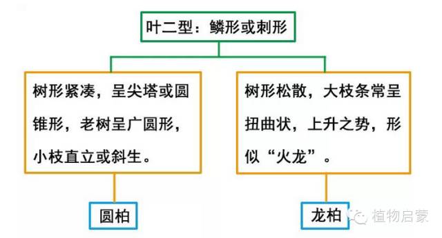 圓柏、刺柏、側柏、柏木以及龍柏的簡易識別法