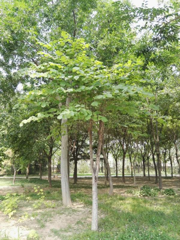 大葉樸樹圖片 大葉樸樹圖片