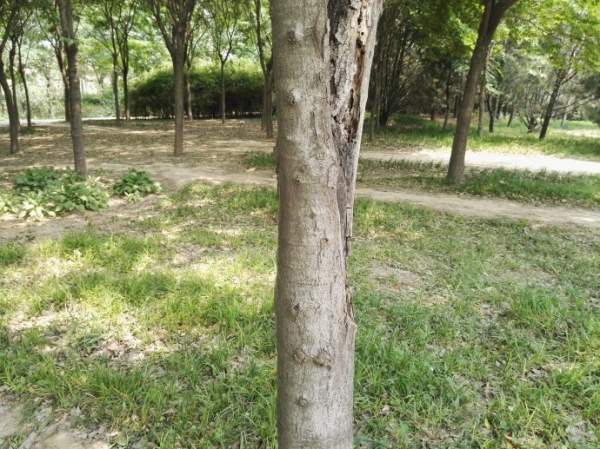 大葉樸樹圖片 大葉樸樹圖片