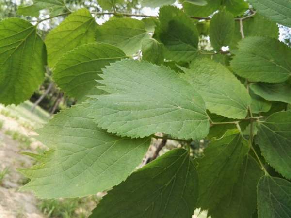 大葉樸樹圖片 大葉樸樹圖片