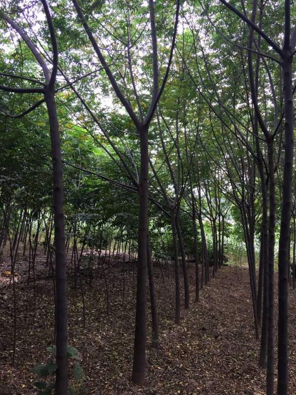 11公分12公分13公分苦楝樹(shù)圖片