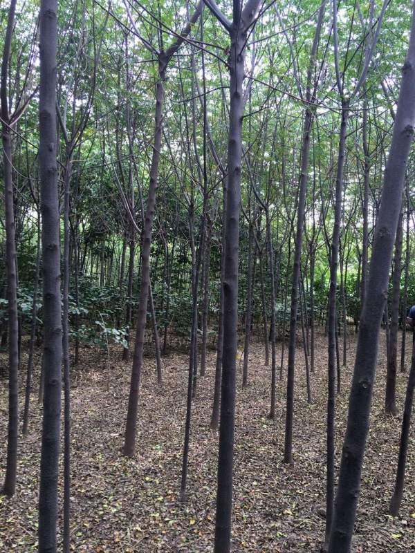 11公分12公分13公分苦楝樹(shù)圖片