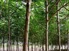 「視頻」13公分14公分15公分苦楝樹(shù)_裝車(chē)發(fā)貨現(xiàn)場(chǎng)