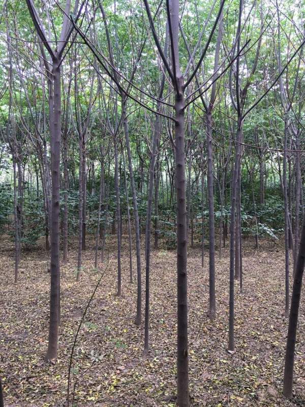 13公分14公分15公分苦楝樹(shù) 13公分14公分15公分苦楝樹(shù)