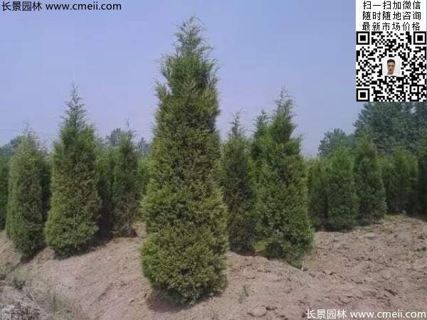 高度2.5米2.8米3米塔柏起苗現(xiàn)場圖片 高度2.5米2.8米3米塔柏起苗現(xiàn)場圖片