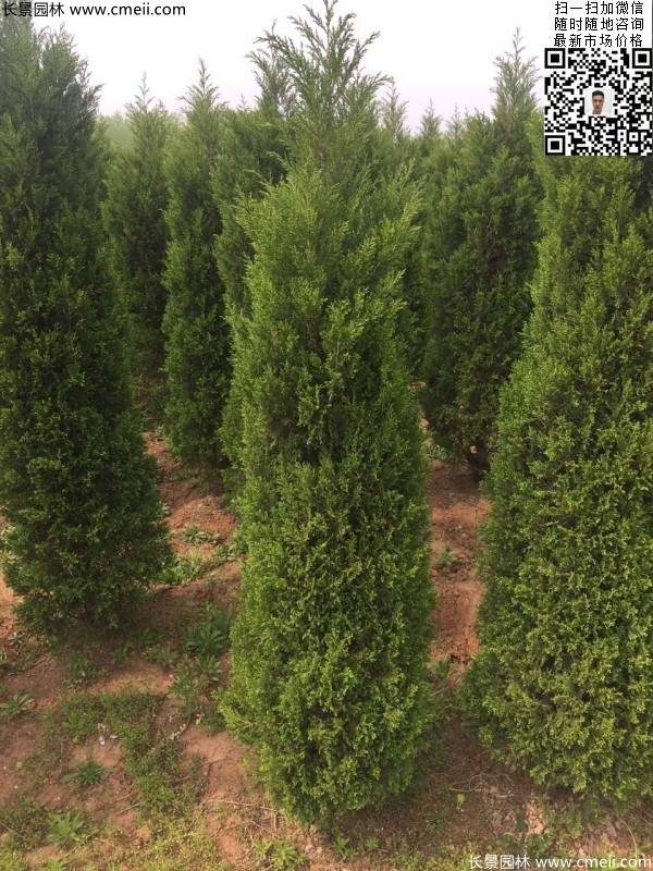 高度2.5米2.8米3米塔柏起苗現(xiàn)場圖片 高度2.5米2.8米3米塔柏起苗現(xiàn)場圖片
