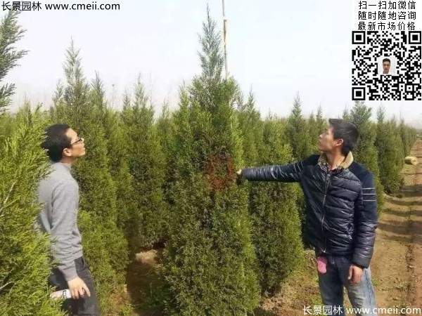 高度2.5米2.8米3米塔柏起苗現(xiàn)場圖片 高度2.5米2.8米3米塔柏起苗現(xiàn)場圖片