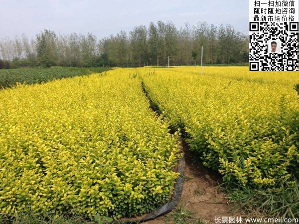 高度40公分50公分60公分金葉女貞苗圖片 高度40公分50公分60公分金葉女貞苗圖片