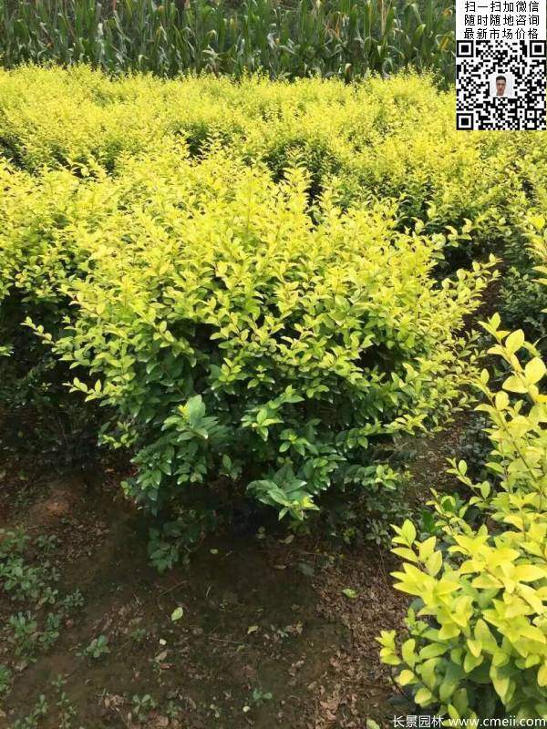 冠幅40公分50公分金葉女貞球圖片 冠幅40公分50公分金葉女貞球圖片
