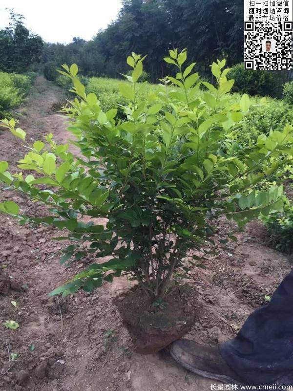 冠幅40公分50公分金葉女貞球圖片 冠幅40公分50公分金葉女貞球圖片