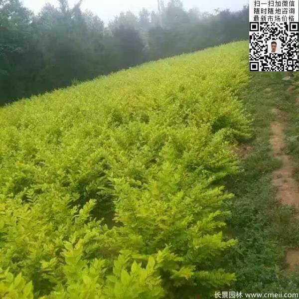 冠幅40公分50公分金葉女貞球圖片 冠幅40公分50公分金葉女貞球圖片