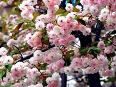 較大的櫻花樹基地，只有你不知道在哪里吧？