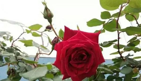 御用馬車(Etoile de Hollande，Climbing)