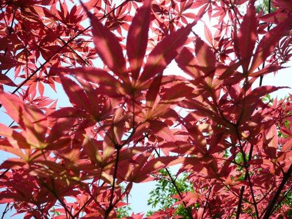 紅楓作衫，白楊為裙，美的傾國傾城！