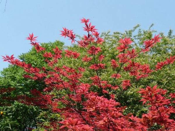 紅楓作衫，白楊為裙，美的傾國傾城！