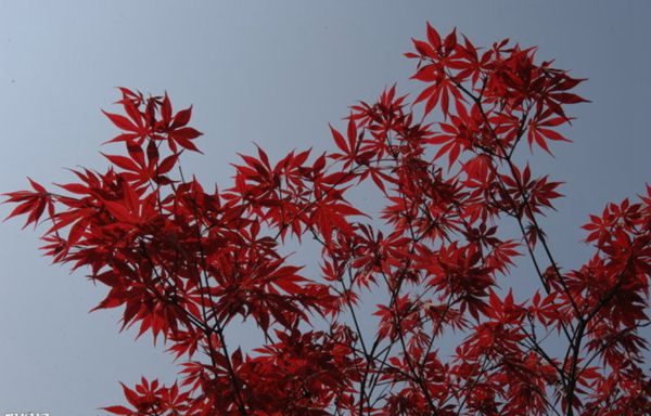 紅楓作衫，白楊為裙，美的傾國傾城！