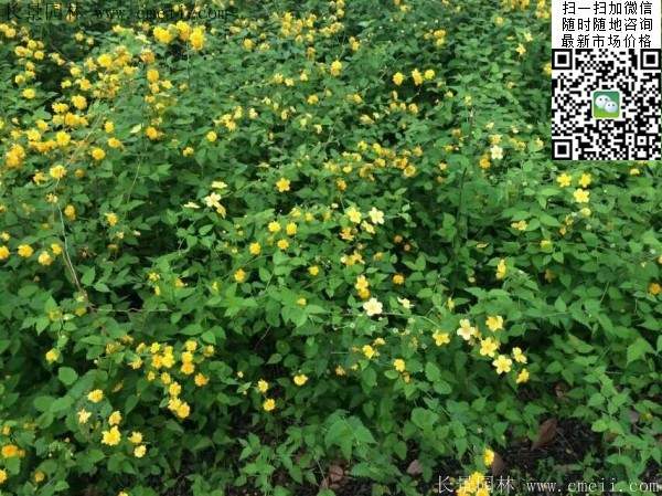 馬蘭棣棠--長景園林 馬蘭棣棠--長景園林