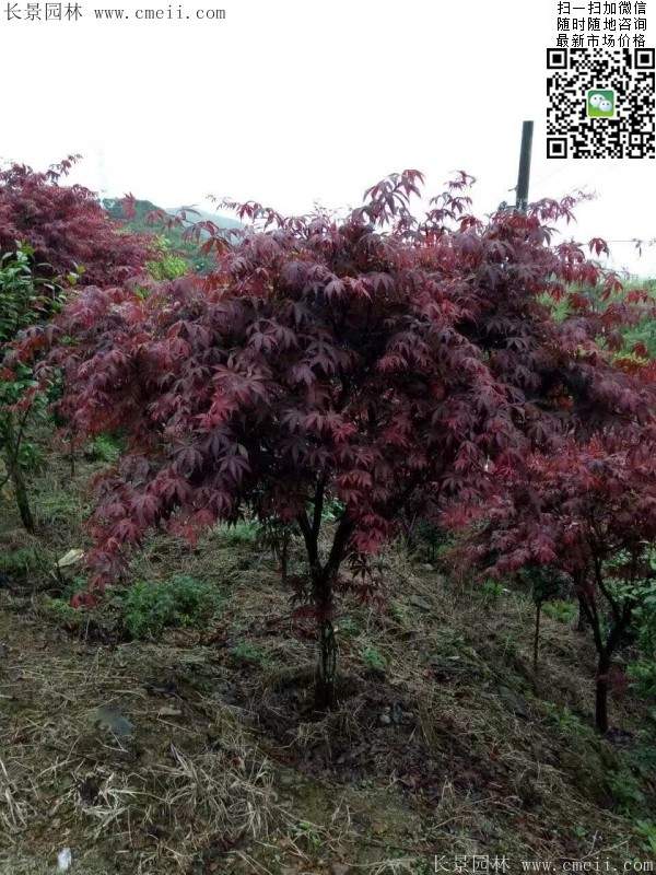 1.2、1.5、1.8米的紅楓樹
