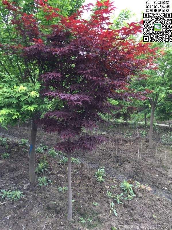 1.2、1.5、1.8米的紅楓樹