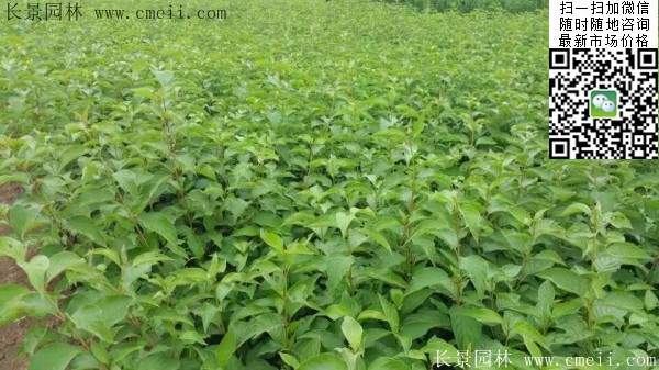 紅王子錦帶 紅王子錦帶