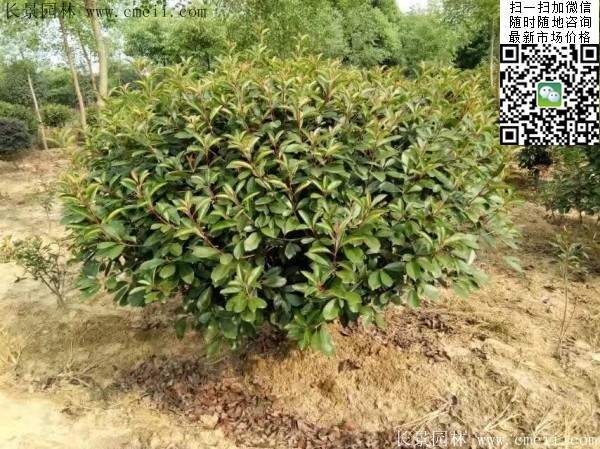 紅葉石楠--長景園林 紅葉石楠--長景園林