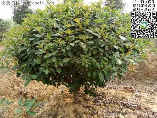 紅葉石楠球--長景園林 紅葉石楠球--長景園林