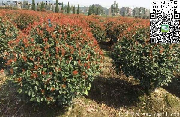 紅葉石楠--長景園林 紅葉石楠--長景園林