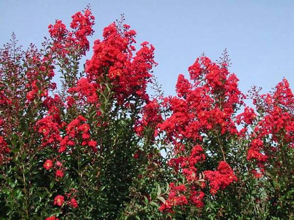 專家告訴你，市場(chǎng)上紫薇花樹(shù)價(jià)格是多少？