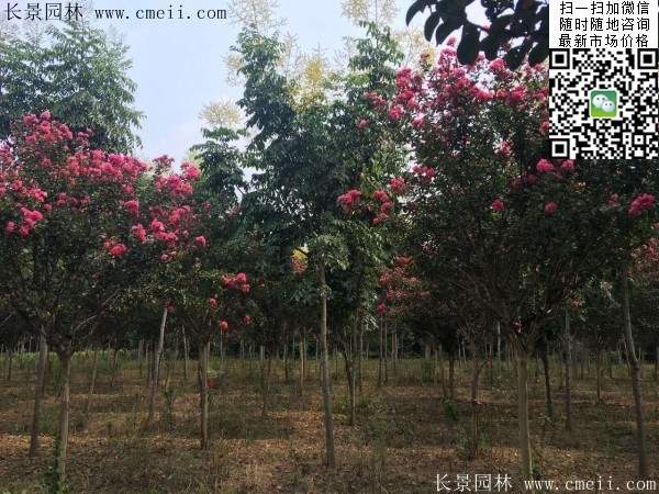 專家告訴你，市場(chǎng)上紫薇花樹(shù)價(jià)格是多少？