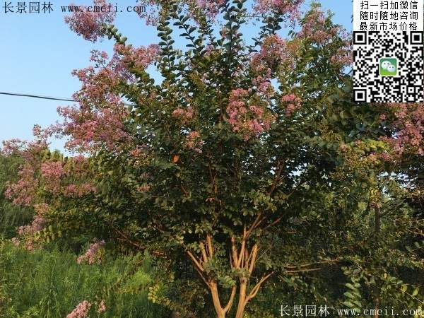 專家告訴你，市場(chǎng)上紫薇花樹(shù)價(jià)格是多少？