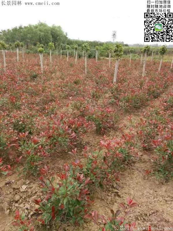 紅葉石楠小苗--長景園林 紅葉石楠小苗--長景園林