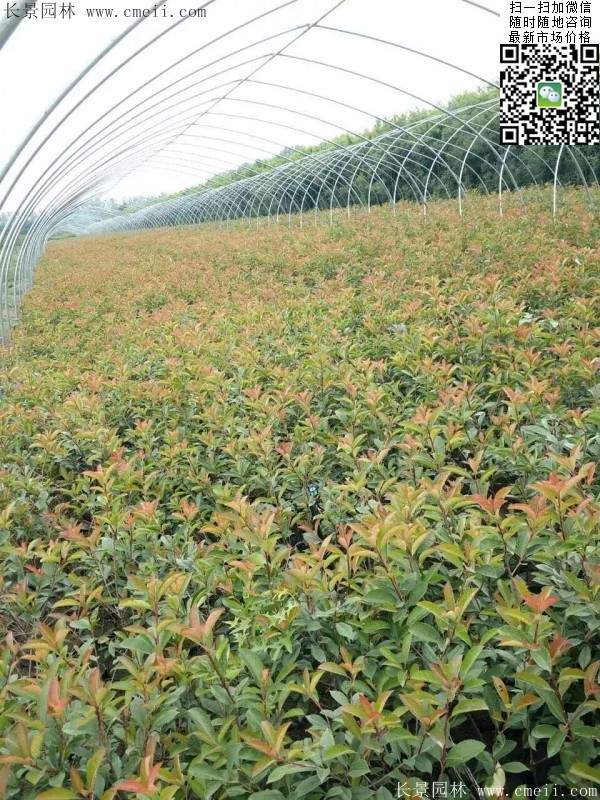 紅葉石楠小苗--長景園林 紅葉石楠小苗--長景園林