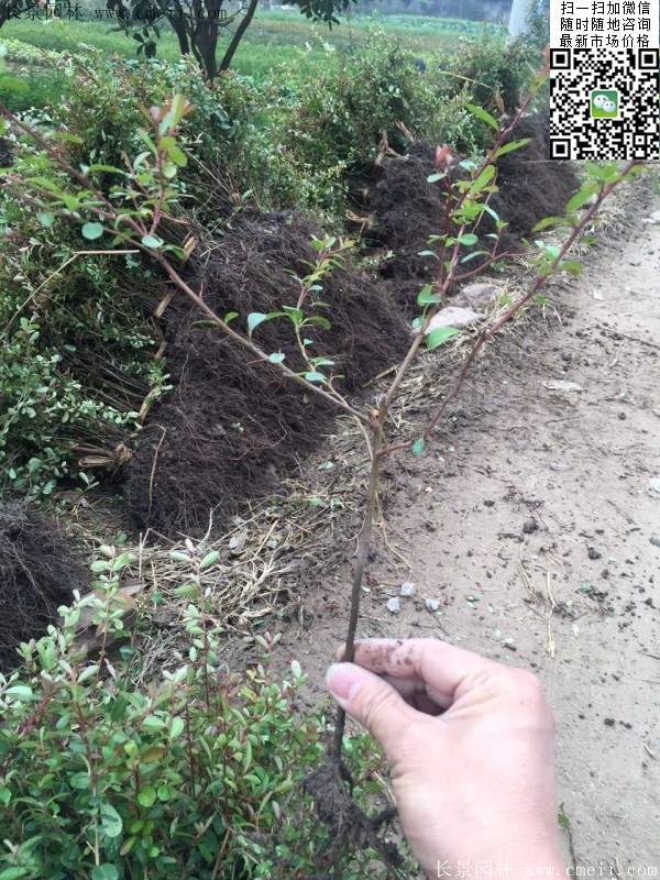 火棘--長景園林 火棘--長景園林