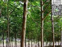 2020下半年最新苦楝樹(shù)苗價(jià)格多少錢(qián)一棵？