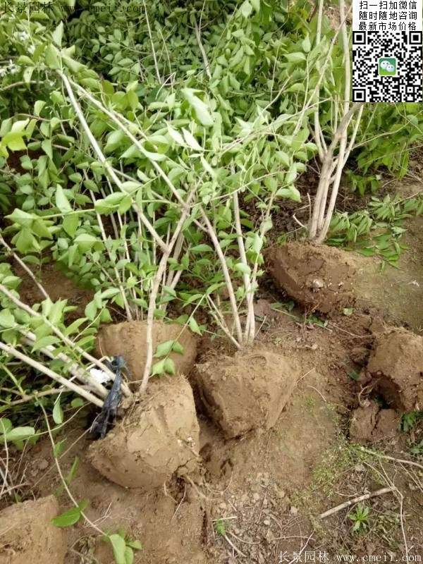 金銀木基地 金銀木基地