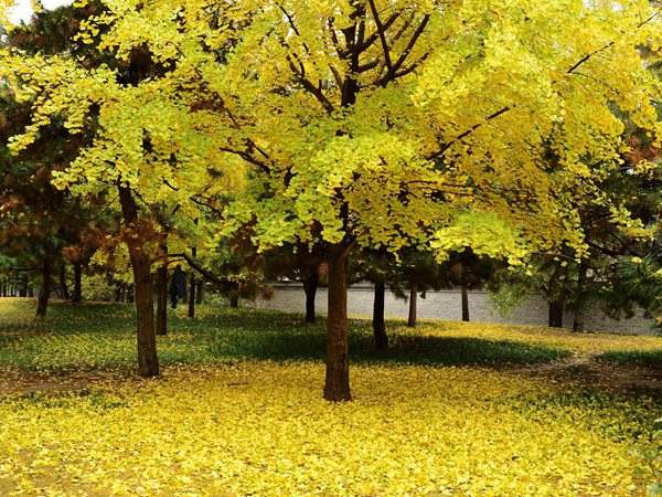 秋季的銀杏樹(shù)