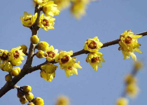 臘梅樹 臘梅樹