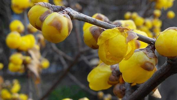 沭陽臘梅花