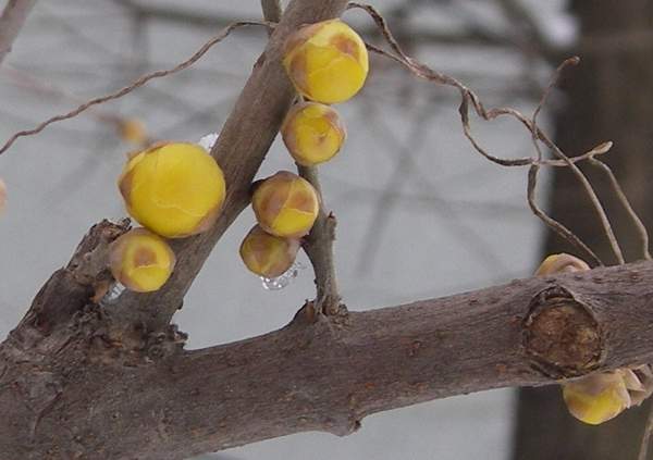 沭陽(yáng)臘梅花 沭陽(yáng)臘梅花